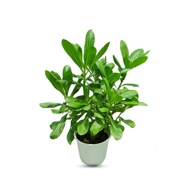 Scaevola Or Fan Flower